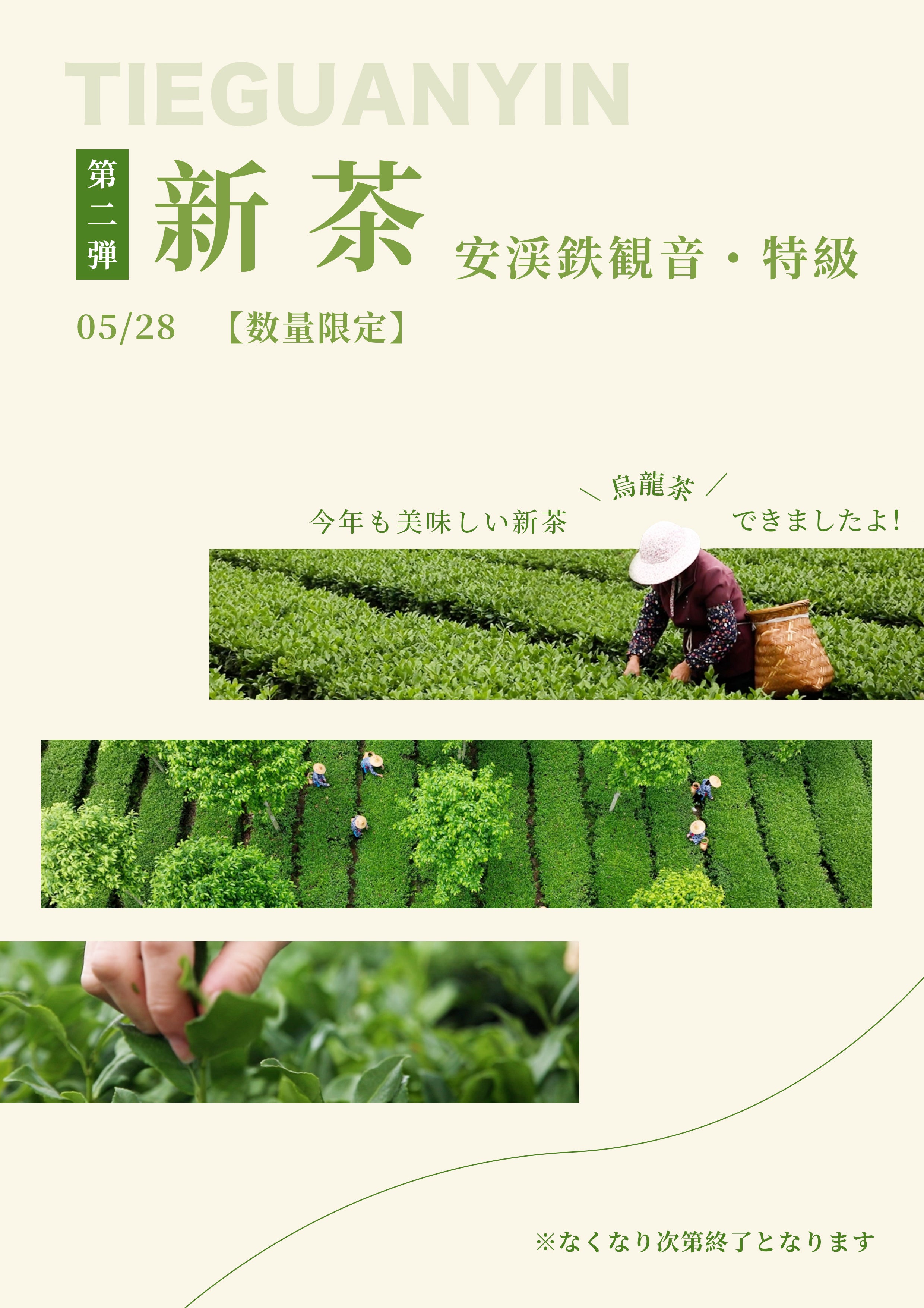 2026 新茶 第2弾【安渓鉄観音 清香 特級】｜ショップニュース